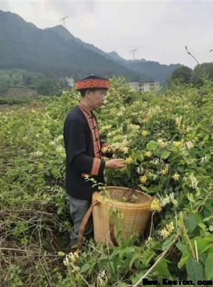 金秀瑶族灯草灸疗法瑶医药非物质文化遗产传承人---赵衷民