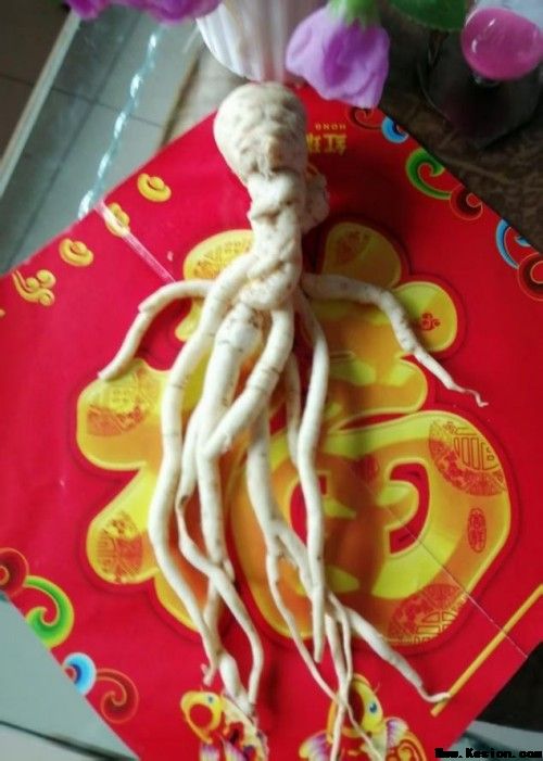 中国著名医学专家李明与他的龙凤福寿参传奇