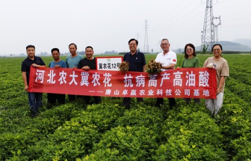 校企协同探新路 产教融合促振兴——河北农业大学花生创新团队赴唐山卓赢农业花生新品种繁育基地实地交流