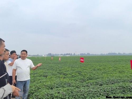 校企协同探新路 产教融合促振兴——河北农业大学花生创新团队赴唐山卓赢农业花生新品种繁育基地实地交流