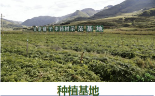 守正创新传瑰宝 苗医济世惠民生 —— 王开香与苗草铺子共筑民族医药新征程