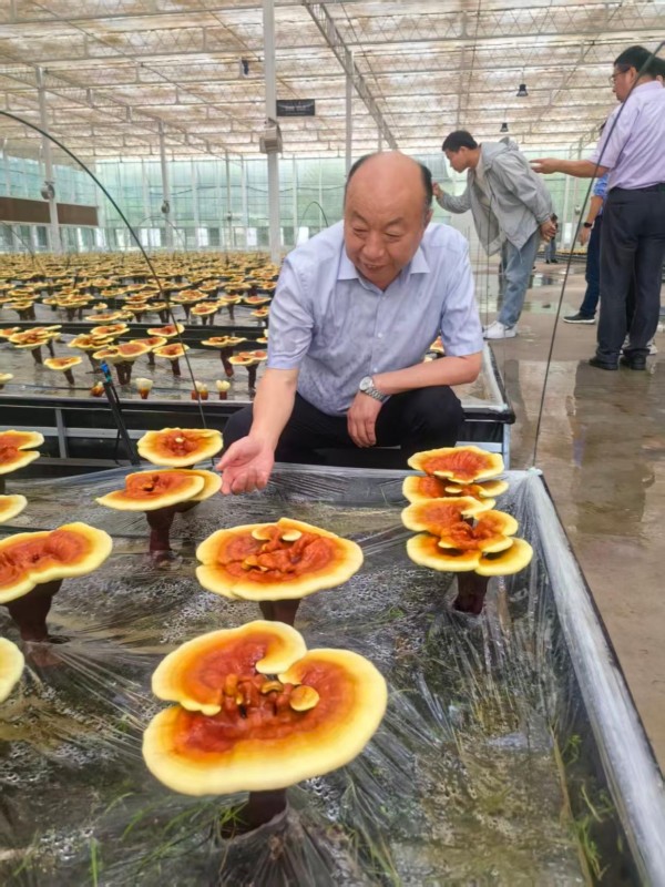 好菇也怕巷子深！“蘑菇大王”丁伦保的期盼